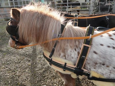 Zweispänner-Pony-Marathongeschirr mit Lammfell-Unterlagen