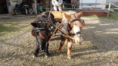 Zweispänner-Pony-Marathongeschirr mit Lammfell-Unterlagen