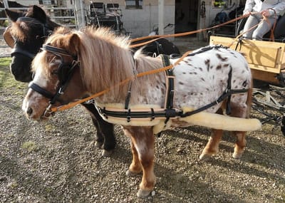 Zweispänner-Pony-Marathongeschirr mit Lammfell-Unterlagen