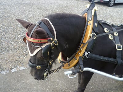 Pony mit traditionellem Spitzkummetgeschirr