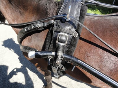 Trabrenn-Geschirr für American Mini Horse