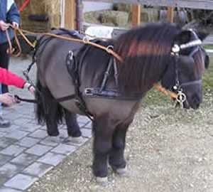 Pony mit angepasstem Fahrgeschirr