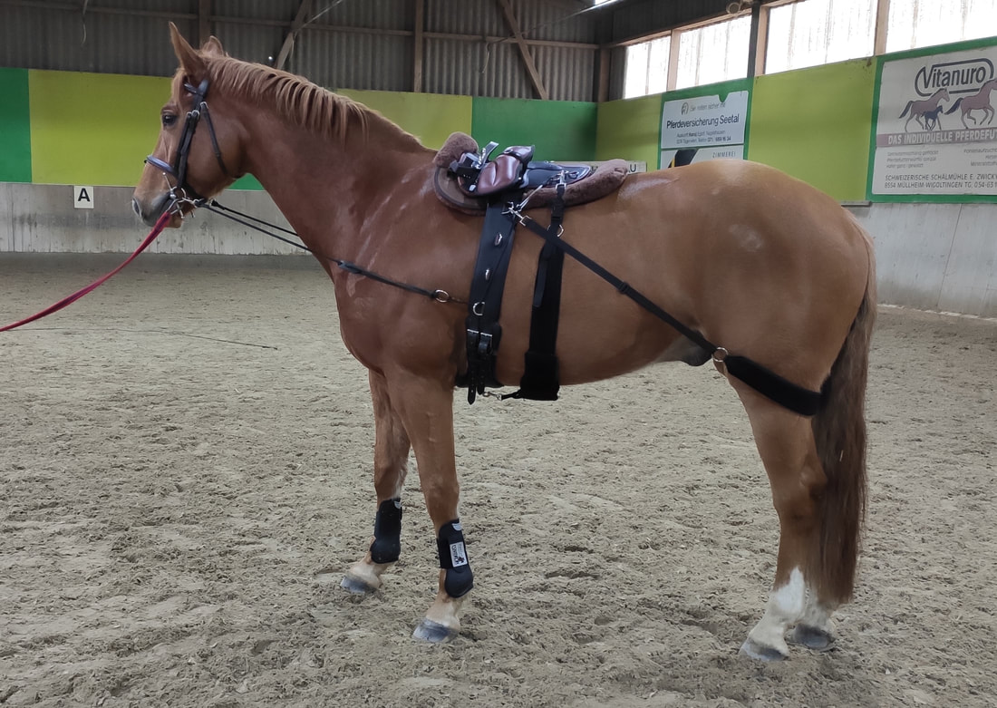 Pferd beim Longieren mit dem E & G Horsetrainer