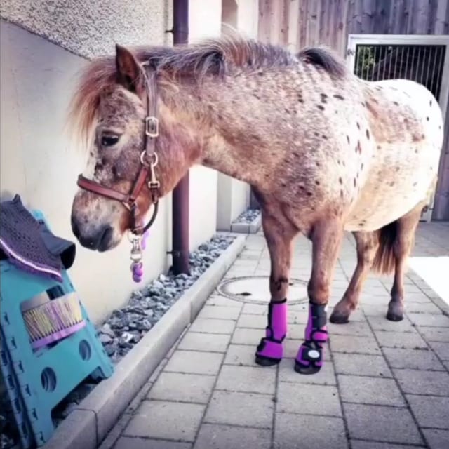 Colin, geflecktes Shetlandpony mit pinken Gamaschen