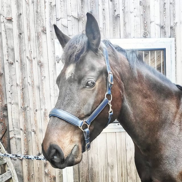 Sheen, dunkelbrauner Freiberger mit Blesse, im Porträt vor der Stallwand